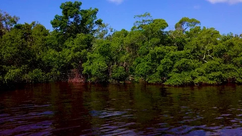 Ding Darling Mangroves Stock Footage 91337611