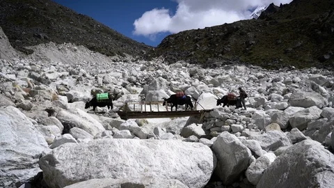 DINGBOCHE, NEPAL 16 SEPTEMBER 2017 : Yaks and Sherpa Crossing Bridge on Lands Stock Footage 85679526