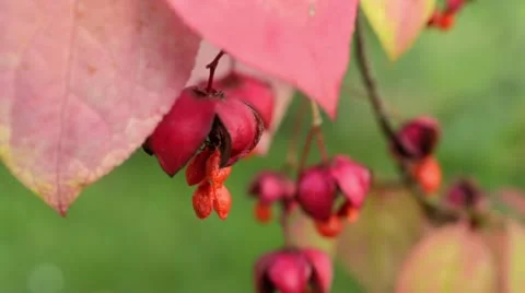 Dingle dangle tree (Euonymus planipes) Stock Footage 17755970