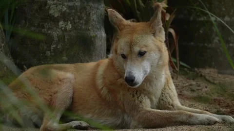 Dingo in Australia Stock Footage 327625359