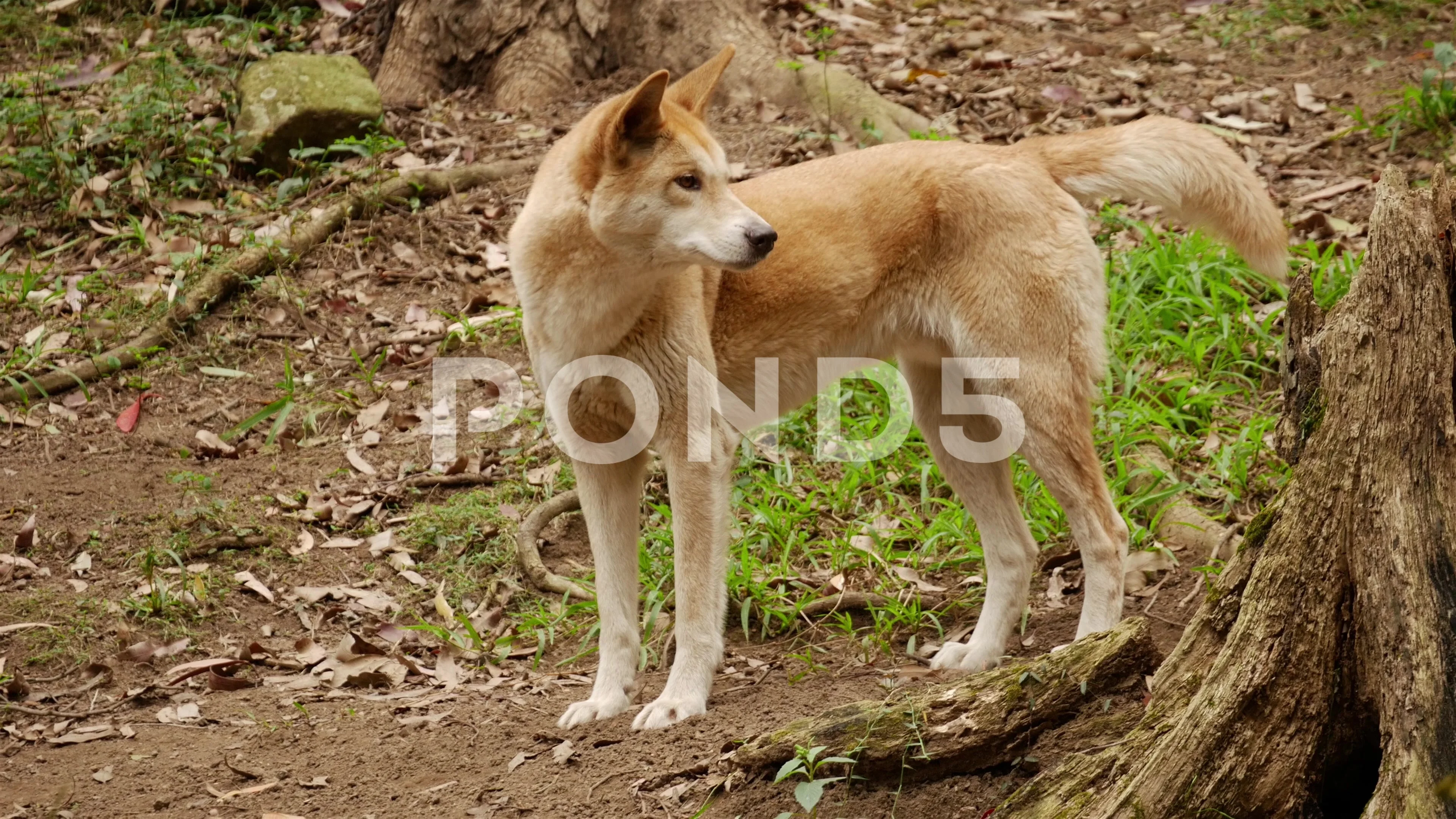 Category:Canis lupus dingo - Wikimedia Commons