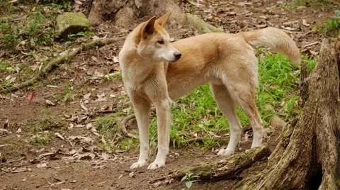 Dingo - Canis lupus dingo mid shot. Stock Footage 67307185