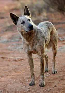 Dingo (canis lupus dingo), northern territory, australia Stock Photos
