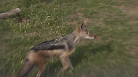 DINGO COYOTE FOX Stock Footage 87227783