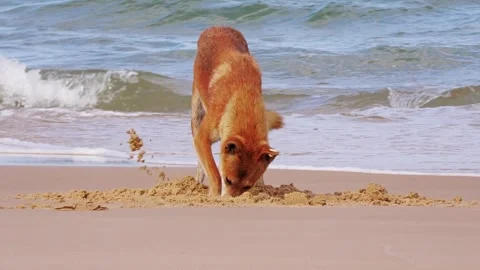 Dingo digging up food cache on beach, Fraser Island, Australia 動画素材 311802057