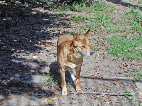 A dingo dog is looking Photos