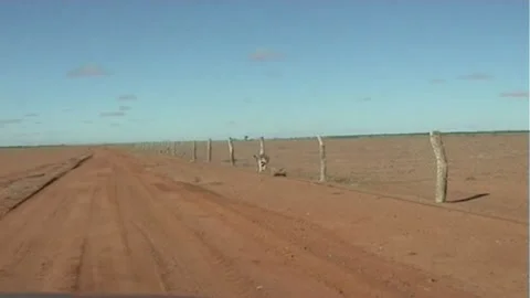 Dingo Fence Kangaroo Stock Footage 245585108