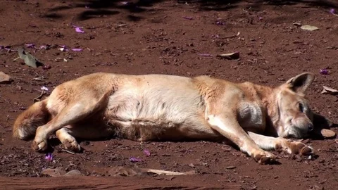 Dingo Stock Footage 75539152