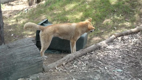 Dingo Stock Footage 94642190