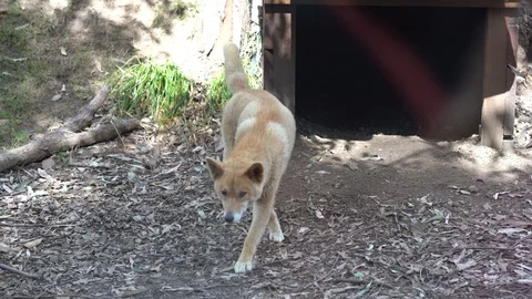 Dingo Vídeos de archivo 94642315