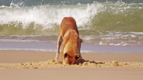 Dingo on Fraser Island digging up and eating fish food cache on beach 動画素材 311802454