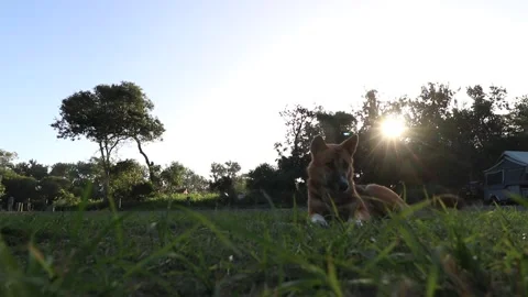 Dingo At Hawks Nest NSW Stock Footage 250079249