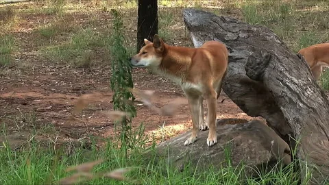 Dingo in its favorite spot Stock Footage 139959505