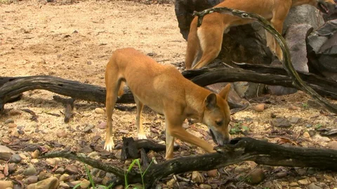 Dingo Licking Inside Tree Branch Stock Footage 112323028