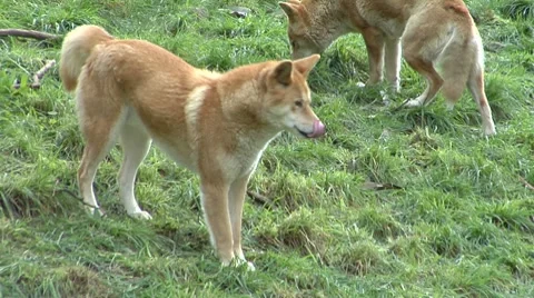 Dingo looking around wanders off Stock Footage 8652071