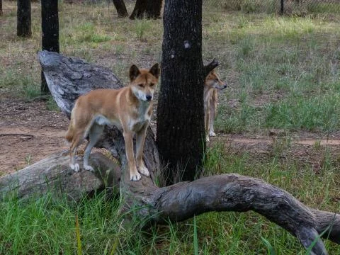 Dingo Stock Photos