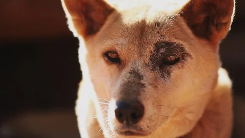 Dingo portrait Stock Footage 80340255