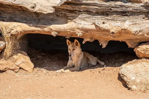 Dingo resting in den Stock Photos