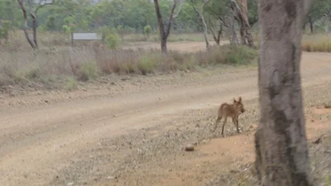 Dingo running in front of car along gravel road 스톡 동영상 71187053