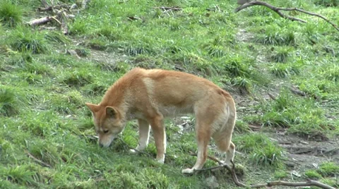 Dingo sniffing its way through grass Stock Footage 8652170