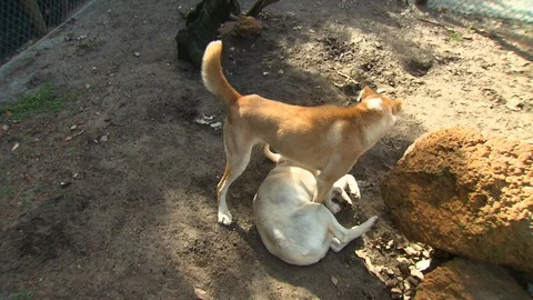 Dingo Standing Over Laying Dingo Stock Footage 112329310