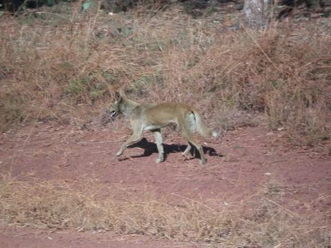 Dingo in the Surroundings of the Mitchell Falls, Western Australia Stock Photos