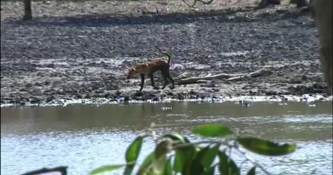 Dingo very remote Stock Footage 246282756