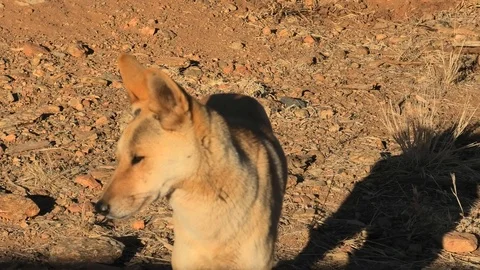 Dingo walking in outback Stock Footage 123713482