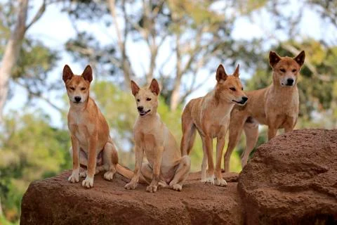 Dingos Canis familiaris dingo adult pack on rocks vigilant Phillip Island Stock Photos