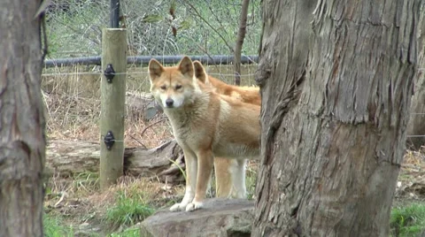 Dingos looking out over a field Stock Footage 8682603