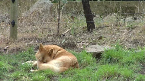 Dingos walking around their enclosure Stock Footage