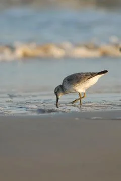 Dining on The Coast Stock Photos