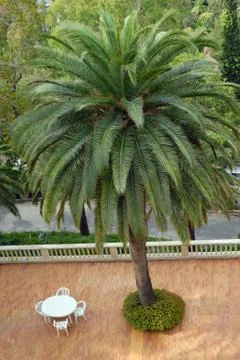 Dining table on terrace under a palm tree Stock Photos