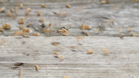 Dinkel wheat, spelt - close-up Stock Footage 138504348