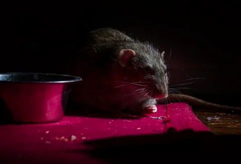 Dinner decorative rat. Stock Photos