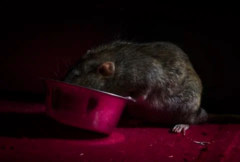 Dinner decorative rat. Stock Photos