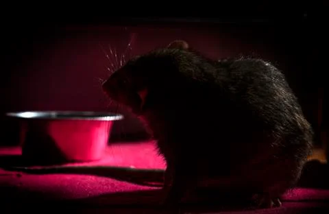 Dinner decorative rat. Stock Photos