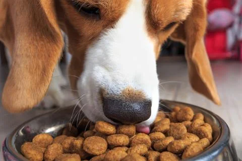 Dinner for dog Stock-Fotos