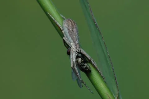 Dinner On the Fly Stock Photos