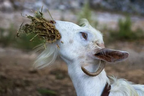 Dinner for goat Stock Photos
