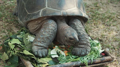 Dinner time for Aldabra giant tortoise Stock Footage 132732016