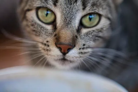 Dinner Time! Stock Photos