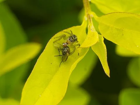 Dinner time (spider eating a fly) Stock Photos