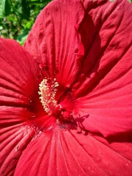 Dinnerplate hibiscus Stock Photos