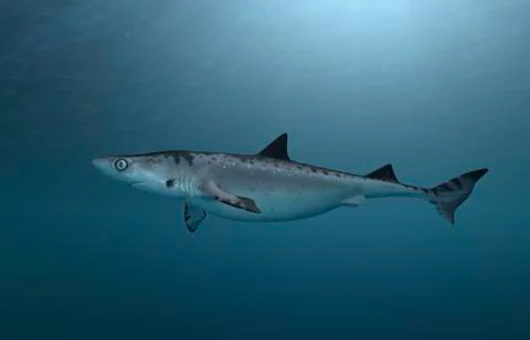 Dino Shark Stock Illustration