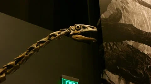 Dinosaur Bone Vidéo 10750218