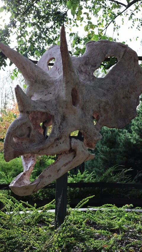 Dinosaur bones head vertical video Stock Footage 288010260
