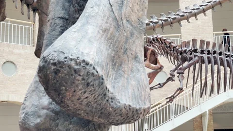Dinosaur Bones In Museum 動画素材 169058459