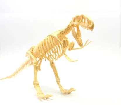 Dinosaur bones Stock Photos