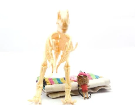 Dinosaur bones Stock Photos